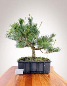 Premium Bonsai: White Pine