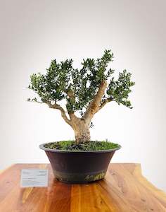 Premium Bonsai: Chilean Myrtle