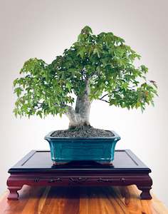 Premium Bonsai: Trident Maple 2410