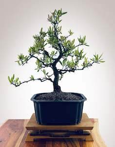 Premium Bonsai: Firethorn 2410