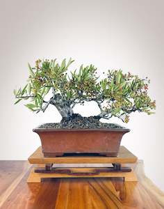 Premium Bonsai: Twin Trunk Firethorn