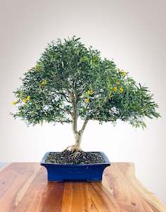 Premium Bonsai: Genista Yellow IMP