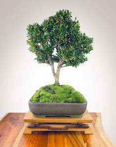 Premium Bonsai: CHINESE BOXWOOD