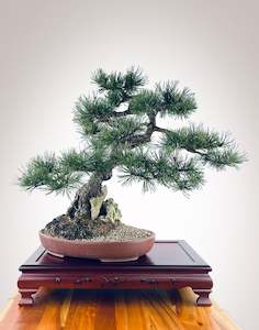 MUGO PINE OVER ROCK