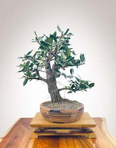 Premium Bonsai: PōHUTUKAWA #2