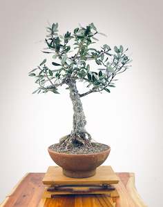 Premium Bonsai: PōHUTUKAWA #1