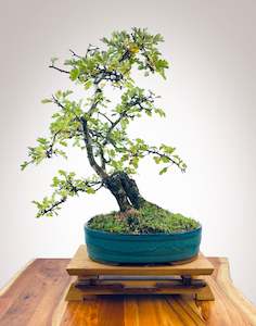 HAWTHORN (TWIN TRUNKS)