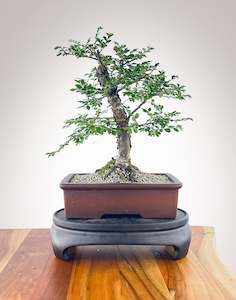 Premium Bonsai: CHINESE ELM (CE2211002)