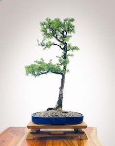 Premium Bonsai: JAPANESE LARCH (JL2210002)