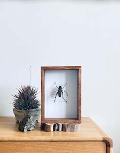 Framed Insect Art: Camel Cricket