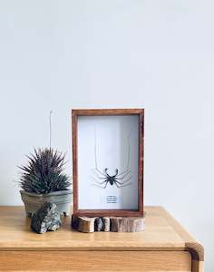 Framed Insect Art: Cave Scorpion #211101