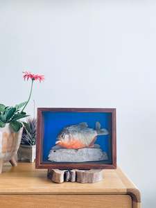 Framed Insect Art: Red Belly Piranha