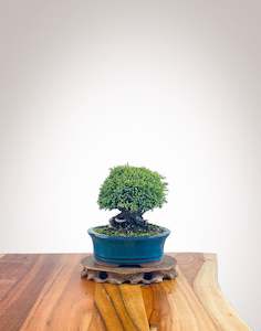 Lawson Cypress (LC2404009)