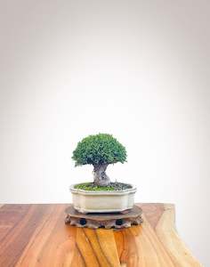 Lawson Cypress (LC2404005)