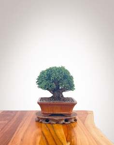 Lawson Cypress (LC2401006)