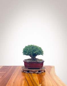 Lawson Cypress (LC2401004)