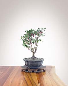 Fuchsia 1: Fuchsia (FU2305012)