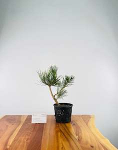 Japanese Black Pine (Pre-Developed)