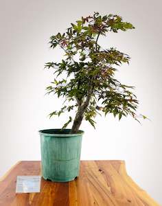 Selling On Behalf: Shin-deshojo Maple 2 - Grafted