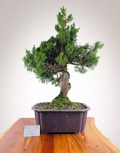 Selling On Behalf: Kaizuka Juniper