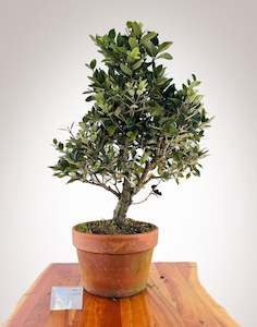 Selling On Behalf: Pōhutukawa 3