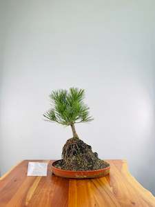 Japanese Black Pine on Rock