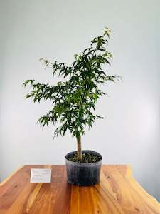 Selling On Behalf: Japanese Maple