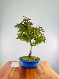 Liquidambar 'Little Richard' #1