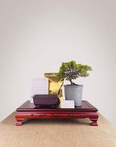 Japanese Juniper DIY KIT (Exclude Tools & Wires)