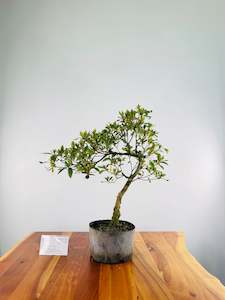 Christmas Gift Specials: Azalea #11