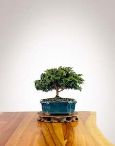 Japanese Cypress 4 Years: Japanese Cypress (HC2507012)