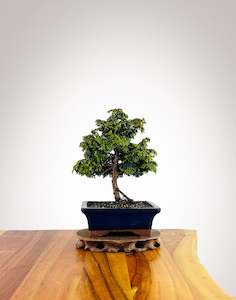 Japanese Cypress (HC2507009)