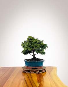 Japanese Cypress (HC2507007)