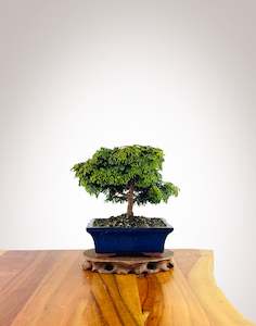 Japanese Cypress (HC2507006)