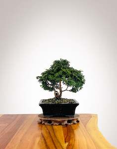 Japanese Cypress (HC2507004)