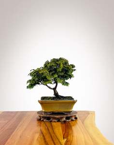 Japanese Cypress (HC2507003)