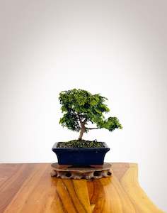 Japanese Cypress (HC2507002)