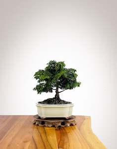 Japanese Cypress (HC2504006)