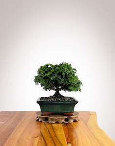 Japanese Cypress (HC2504005)