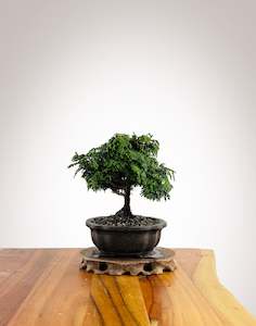 Japanese Cypress (HC2504002)