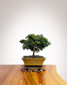 Japanese Cypress (HC2504001)