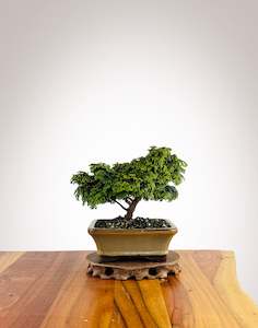 Japanese Cypress (HC25010013)