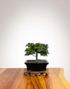 Japanese Cypress (HC25010012)