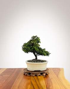 Japanese Cypress (HC25010010)