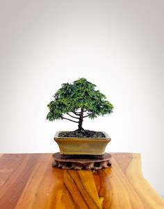 Japanese Cypress (HC2501020)