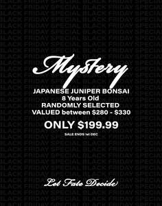 Japanese Juniper: MYSTERY BONSAI - Japanese Juniper 8 Years