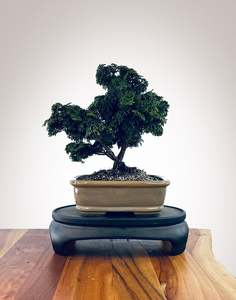 Japanese Juniper: Japanese Cypress (HC2510003)