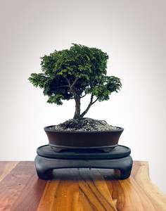 Japanese Cypress (HC2510002)