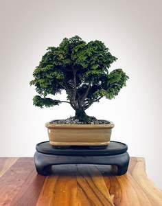 Japanese Cypress (HC2510001)