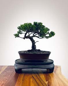 Japanese Juniper (JJ2510036)